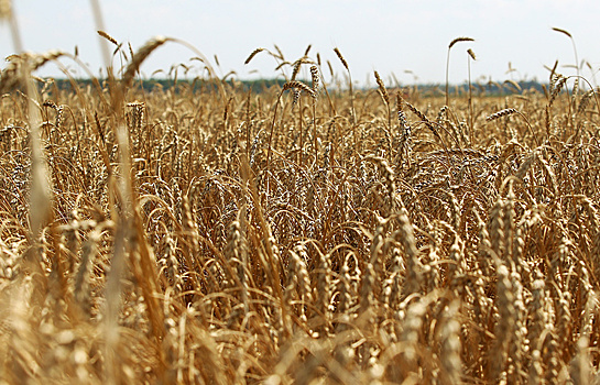 Россия обогнала США среди крупнейших экспортеров зерна