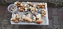 На хабаровских развалах появились «золотые» грибы