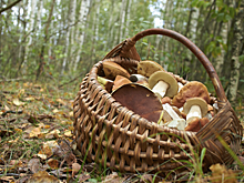 Очень редкий гриб нашли туристы