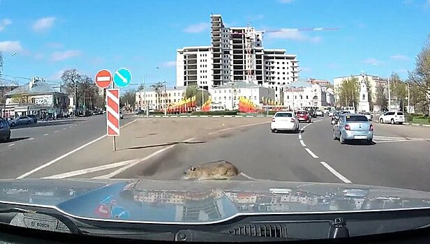 Крыса вылезла на капот машины прямо во время движения