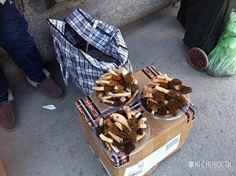 В лесах под Новосибирском выросли первые грибы