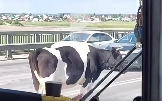 На мосту из Рязани в Солотчу ходит корова