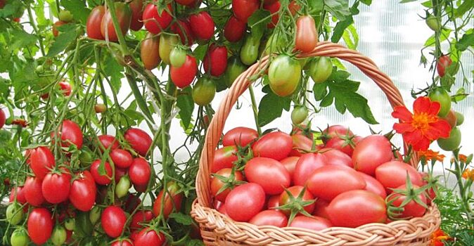 «Копеечная подкормка» поможет получить богатый урожай: йодный раствор для рассады томатов