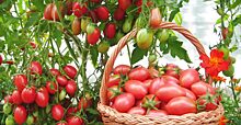 «Копеечная подкормка» поможет получить богатый урожай: йодный раствор для рассады томатов