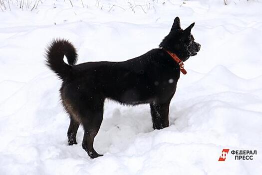 В Приморье подросток напал на отловщиков, спасая собаку: его наказали за хулиганство