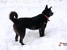 В Приморье подросток напал на отловщиков, спасая собаку: его наказали за хулиганство