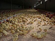 Газпром «врезается» в землю птицефабрики