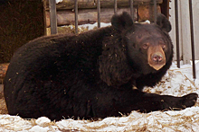 Медведь в Сибири проснулся и впал в апатию