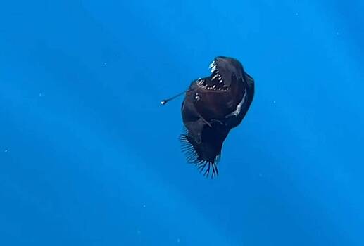 Жуткого морского черта заметили у Канарских островов и первый раз сняли на видео днем