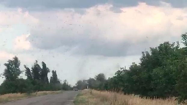 «Смерч» из летающих муравьев напугал жителей Запорожья: видео