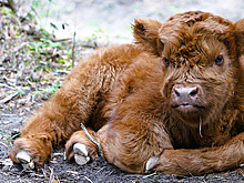 В вотчине Деда Мороза в Великом Устюге родился теленок породы Хайленд