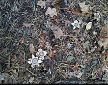 «Кажется, из него появится Чужой»: в Калининграде нашли краснокнижный гриб-звездовик