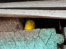 В Волгограде иностранцу грозит до 20 лет колонии за покушение на сбыт наркотиков