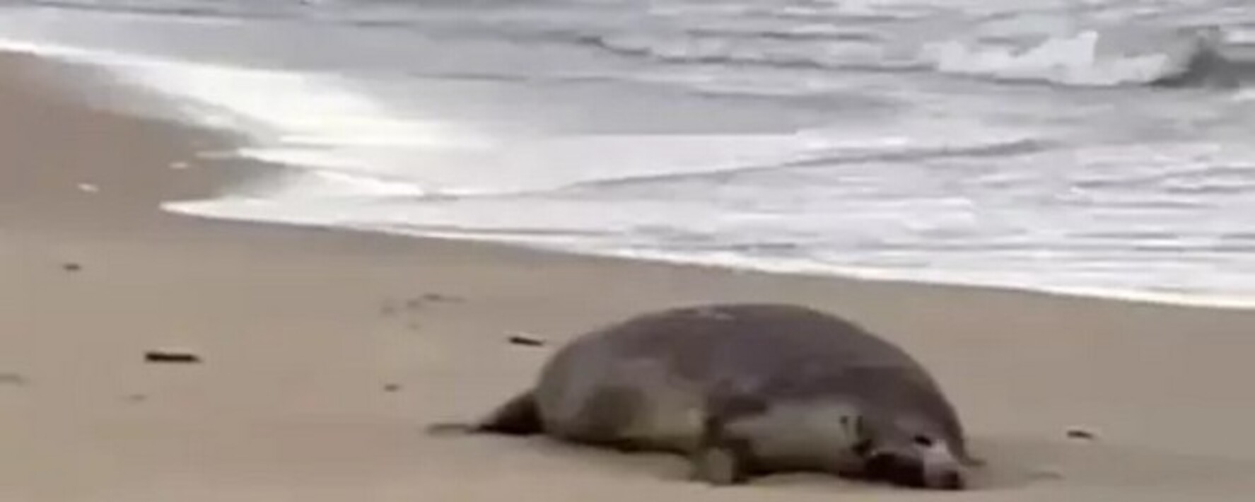 тюлени каспийского моря