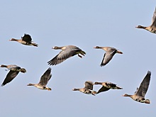 В Рязанской области весенняя охота начнётся 1 апреля