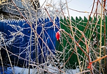 Заморозки ударят в Ульяновске
