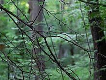 Рослесхоз в 2026 году оценит ущерб лесам Курской области от боевых действий