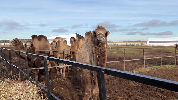 Верблюду Ялику из зоопарка Удмуртии привезли подругу из Татарстана