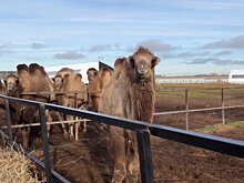 Верблюду Ялику из зоопарка Удмуртии привезли подругу из Татарстана