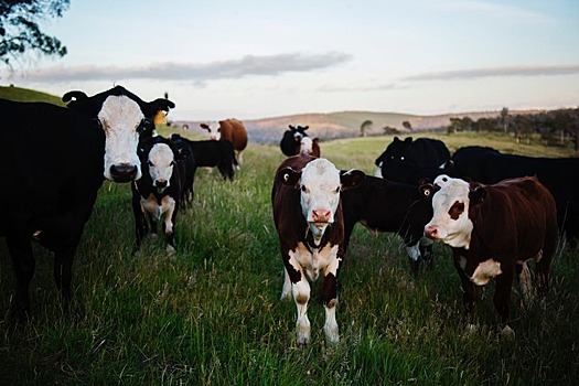 Швейцарская энергетическая компания превращает коровий навоз в биометан