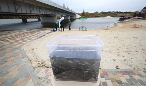 Под Волгоградом в реку выпустили 20 тысяч мальков сазана