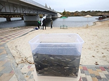 Под Волгоградом в реку выпустили 20 тысяч мальков сазана