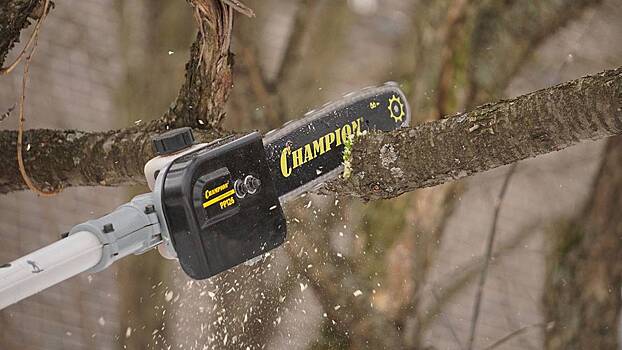 Лесничие в Орехово-Зуеве превратили санитарную рубку в шоу