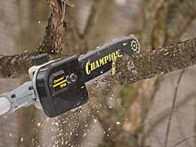 Лесничие в Орехово-Зуеве превратили санитарную рубку в шоу