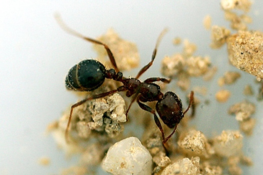 Школьники запустят муравьев в космос