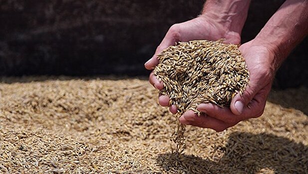 Россия планирует поставить в Турцию около 300 тысяч тонн зерна