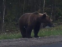 «Миша, миша какой, а морда какая!»: под Медвежьегорском сняли на видео красавца-медведя