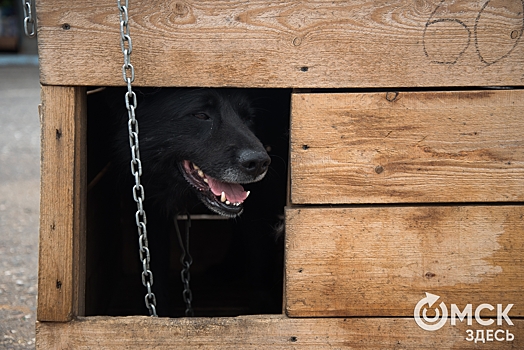 В омском САХе пытаются найти хозяев для пятисот собак