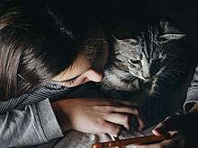 Отмечаем международный день кошек: пять причин завести кота