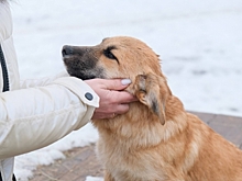 Собаки Волгограда предпочитают передачи о природе