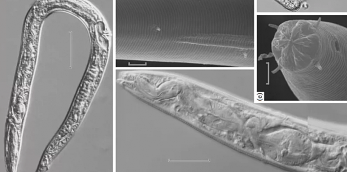 Российские ученые воскресили 40000-летних червей