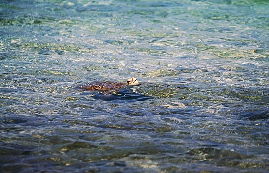 Почему почти всем живым организмам нужен кислород?