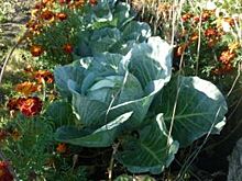 Омские заключённые увлеклись выращиванием капусты на зиму