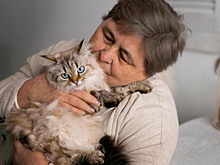 Стало известно, кого любят больше: кошек или собак. И сколько на них тратят