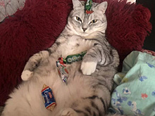 Кота шамана продают в Тюмени за три миллиона рублей
