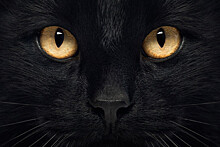В США после выхода "Черной пантеры" из приютов разобрали черных кошек