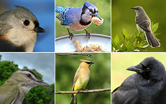 Ученые секвенировали геномы 363 видов птиц