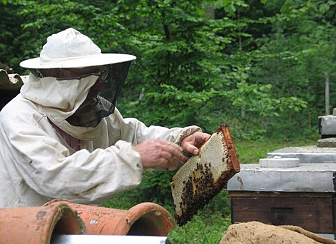 Почти 70% пчел погибло в Приморье