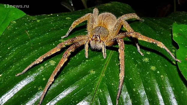 Самые ядовитые пауки в мире