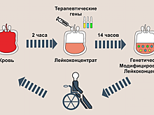 Разработан препарат для персонифицированной генной терапии на основе клеток крови пациента