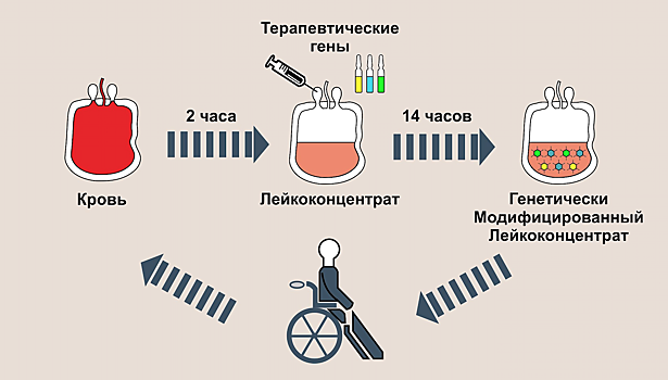 Разработан препарат для персонифицированной генной терапии на основе клеток крови пациента