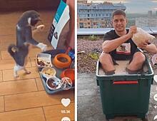 Популярные ролики в TikTok: жарим яйца со скорлупой, интрига Давы и ми-ми-мишный собакен