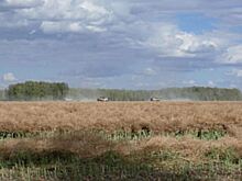 Как алтайская «Орбита» достигла небывалой урожайности яровой пшеницы в степи