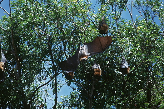 Ученый МГУ: вирус Нипах не угрожает России из-за отсутствия природных резервуаров