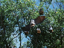 Ученый МГУ: вирус Нипах не угрожает России из-за отсутствия природных резервуаров