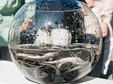 "Нижнекамскнефтeхим" запустил 200 тысяч мальков стерляди в Каму